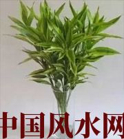 玉溪十二生肖养什么植物最旺财运？你知道吗！